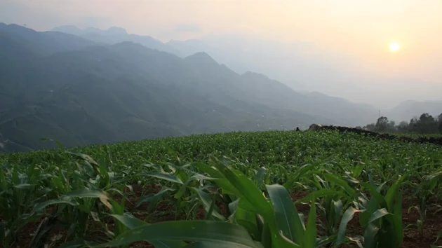 Landskap i Vietnam med berg i bakgrunden och stor grön växtyta i förgrunden